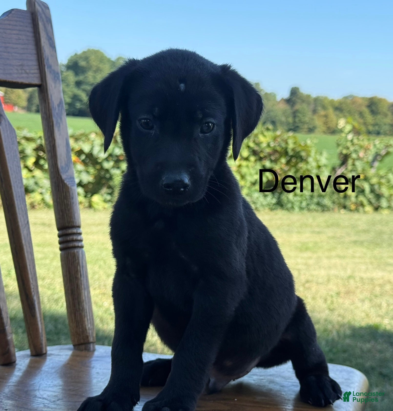 Labrador Retriever dogs Denver - Ad 1