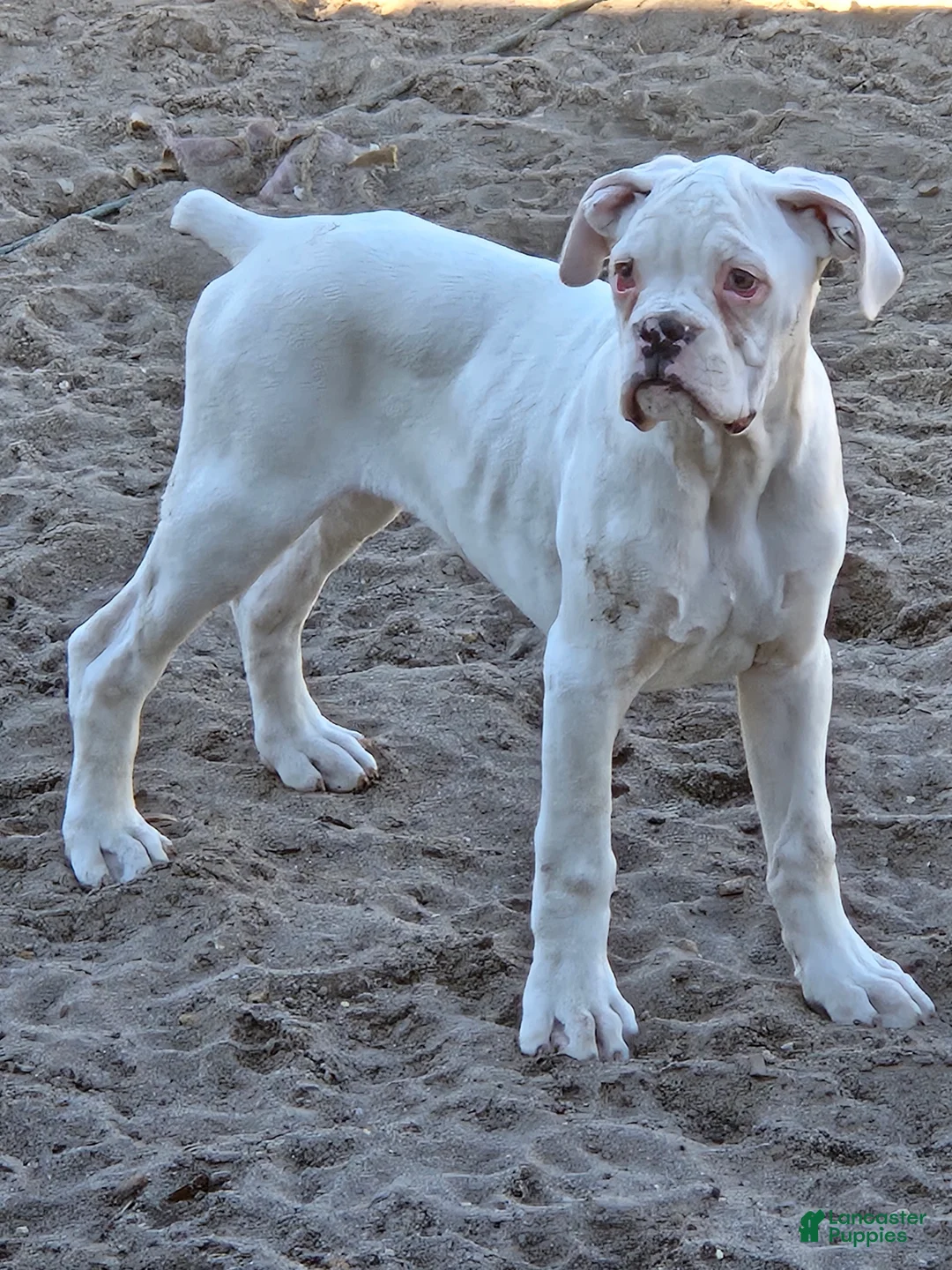 Boxer dogs for sale: Pete - Ad 1