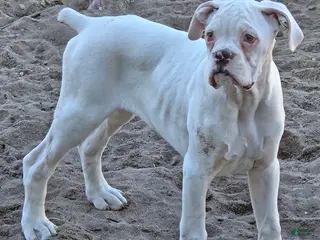 Boxer dogs for sale: Pete - Ad 4