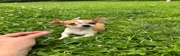 Chihuahua dogs for sale: Cookie - Ad 5