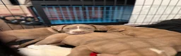 American Bully dogs for sale: American Bully Puppy 1 - Ad 3