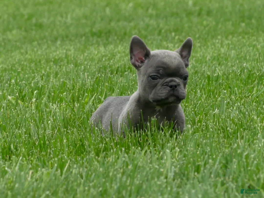Frenchton dogs for sale: Emmet  - Ad 6