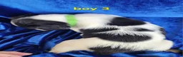 Brittany Spaniel dogs for sale: French Brittany boy 3 - Ad 3