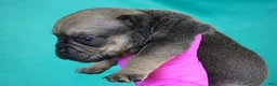 American Bully dogs for sale: Sable Male - Ad 1