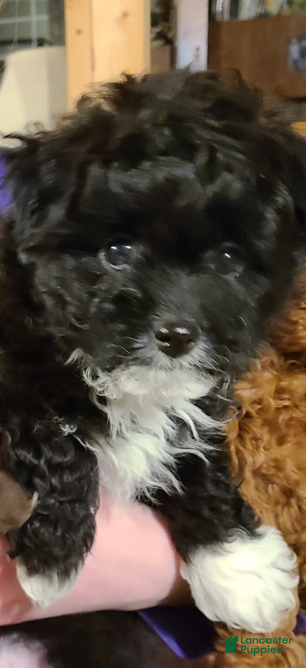 Pomapoo dogs Pomapoo Puppy 2 - Ad 2