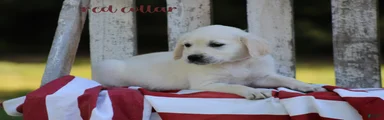 Golden Retriever Red Collar