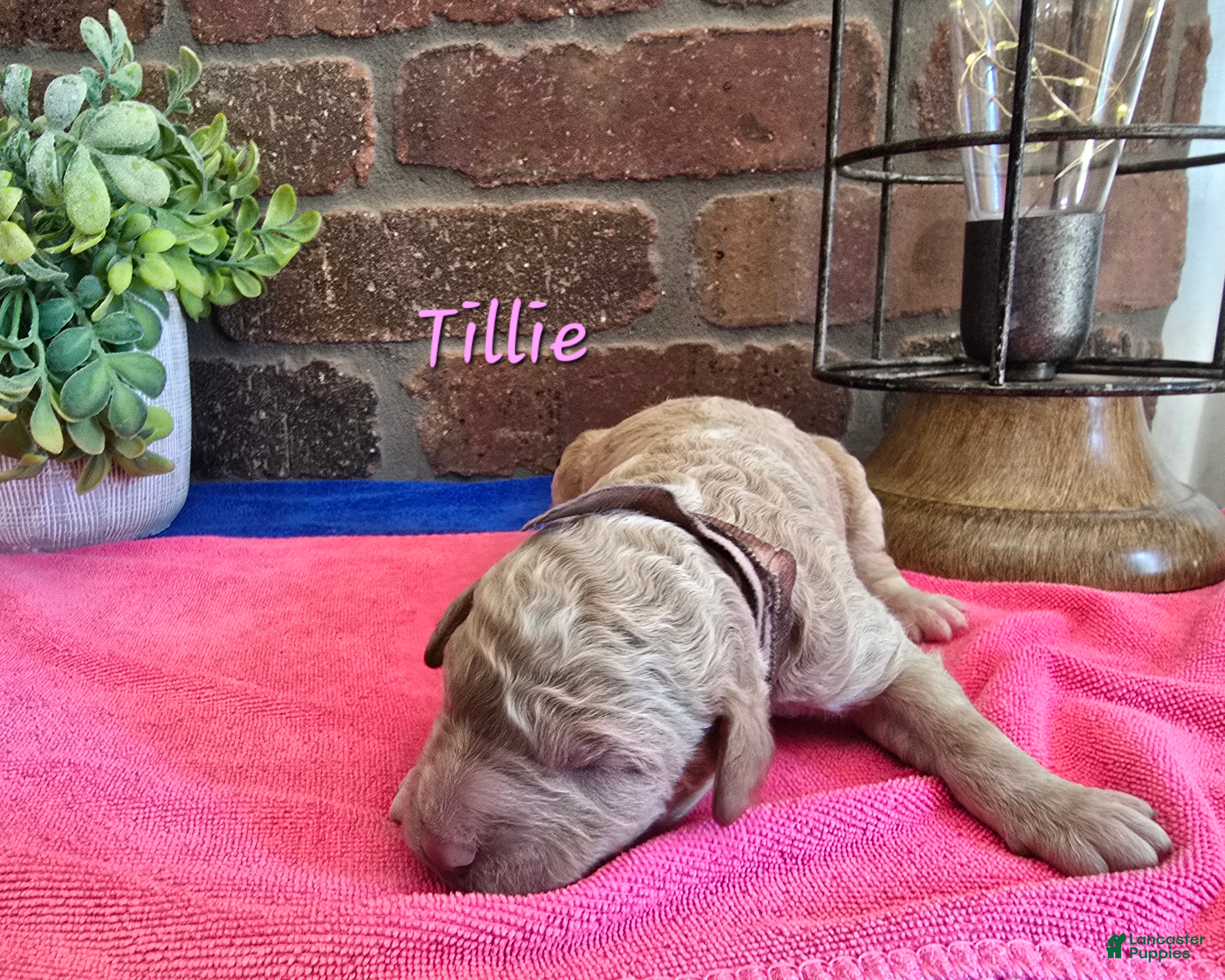 Goldendoodle dogs Mini Goldendoodle 3 - Ad 23