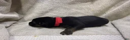 German Shepherd dogs for sale: Daisy - Ad 46