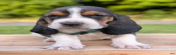 Basset Hound dogs for sale: Archie - Ad 7
