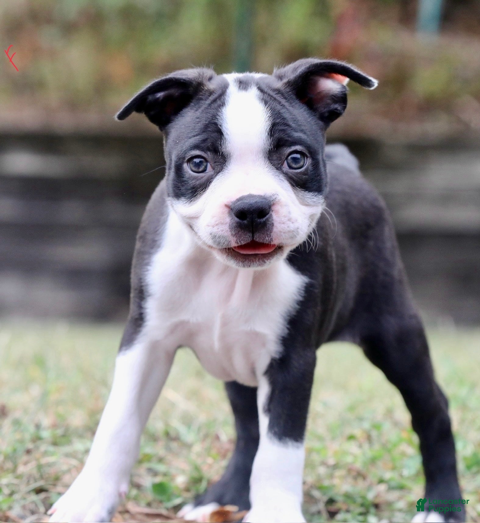 Dog Breed Boston Terrier And Labrador Mix Puppies Boston Terrier