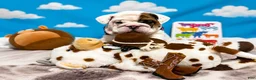 English Bulldog dogs for sale: Bullseye - Ad 1