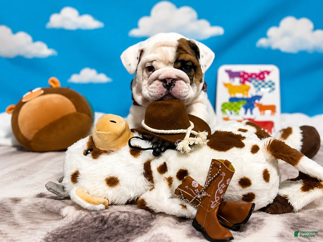 English Bulldog dogs for sale: Bullseye - Ad 1