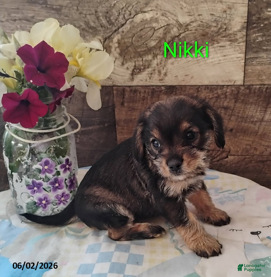 Mixed Breed dogs for sale: Nicki - Ad 1
