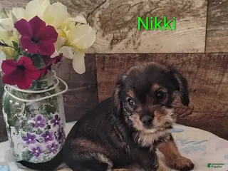 Mixed Breed dogs for sale: Nicki - Ad 4
