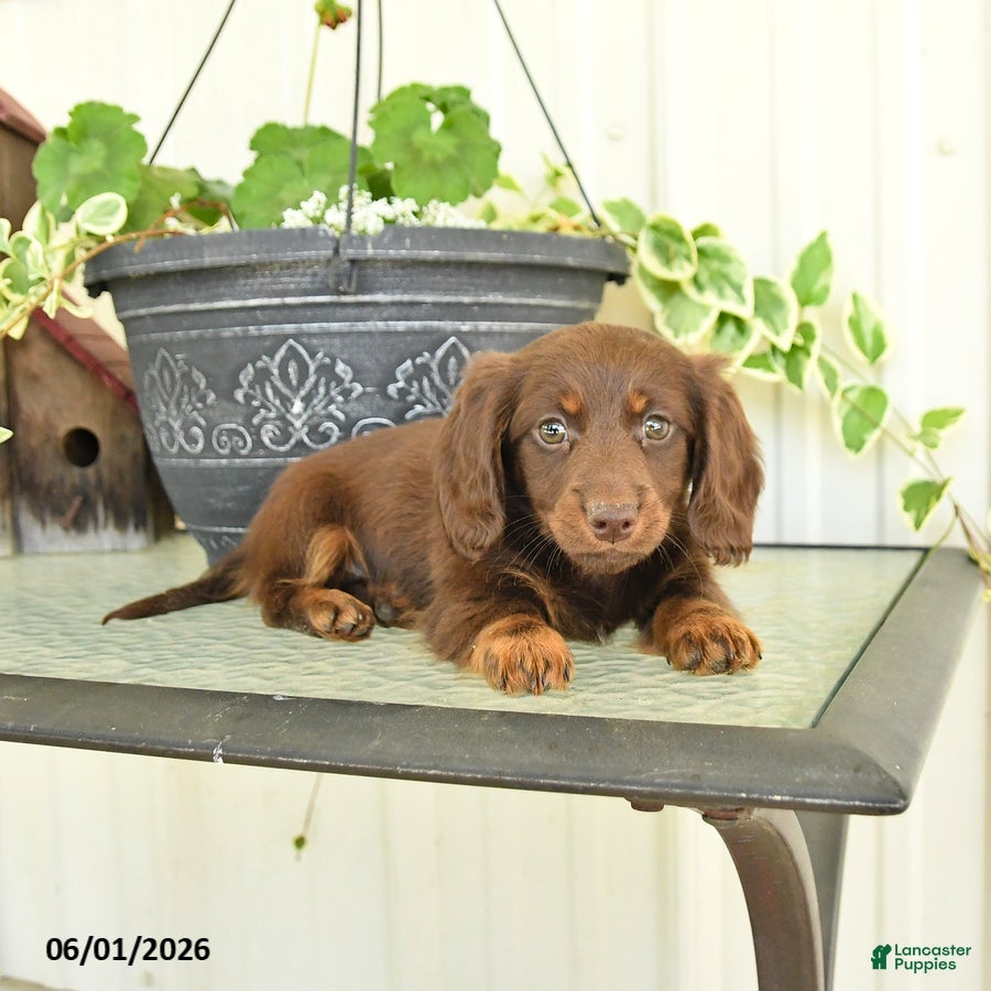 Dachshund dogs for sale: Milan - Ad 4