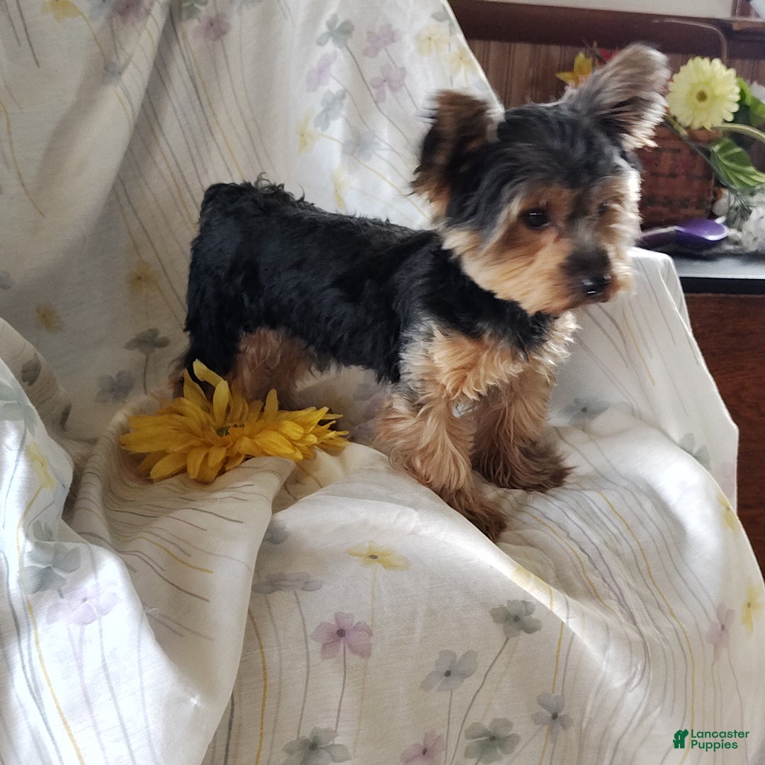 Yorkshire Terrier dogs for sale: Gerri - Ad 2