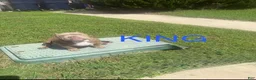American Bully dogs for sale: American Bully 2 - Ad 7