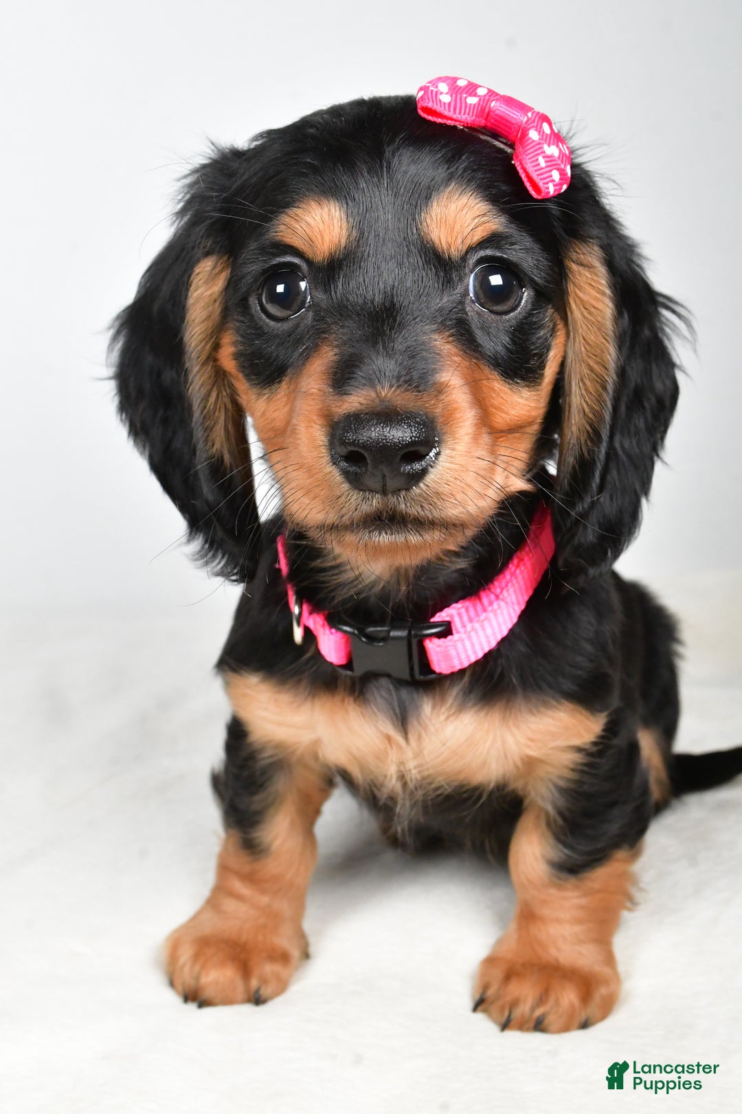 Miniature Dachshund dogs for sale: Kandra - Ad 7