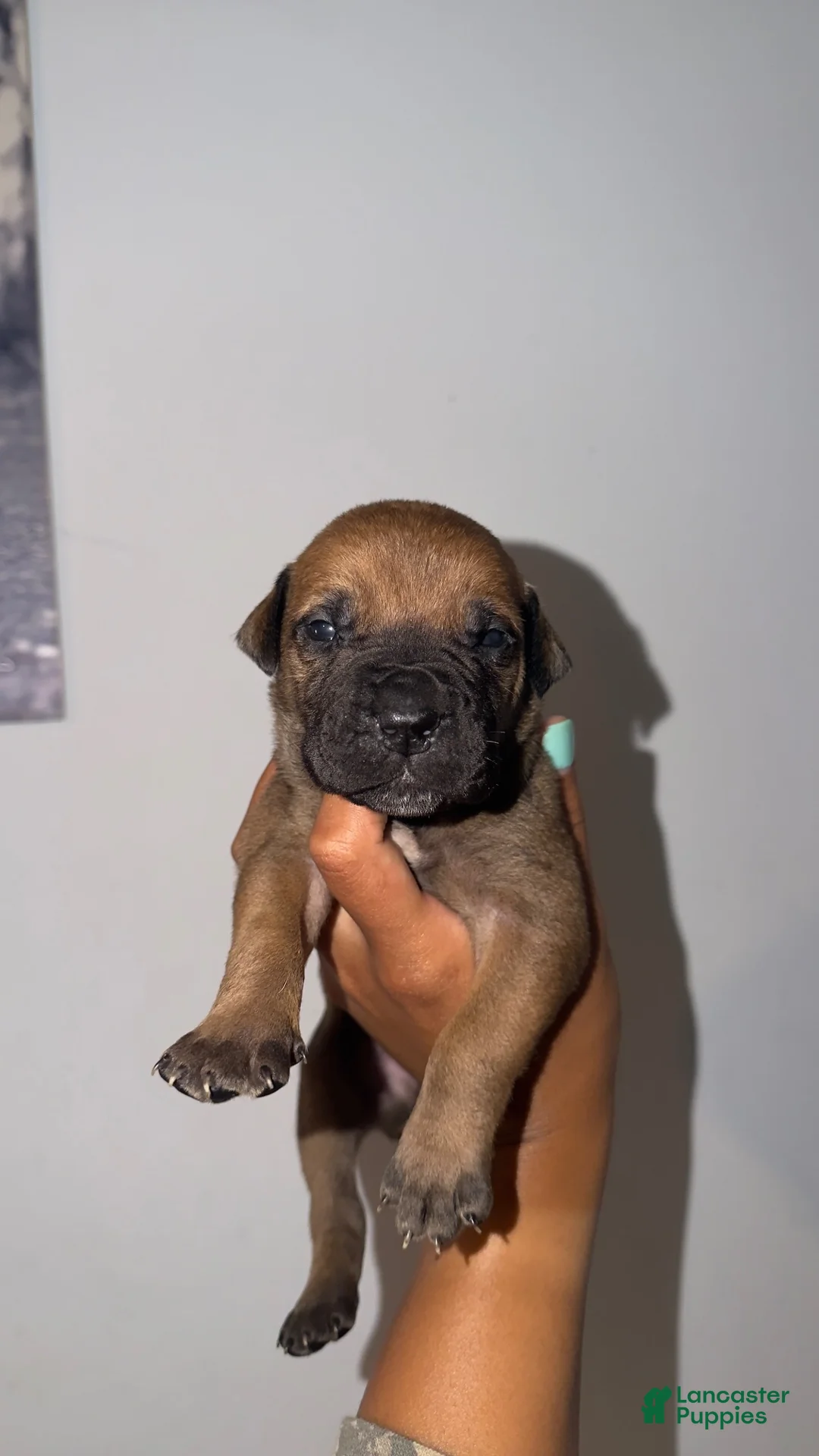 South African Boerboels dogs for sale: Bruno - Ad 2