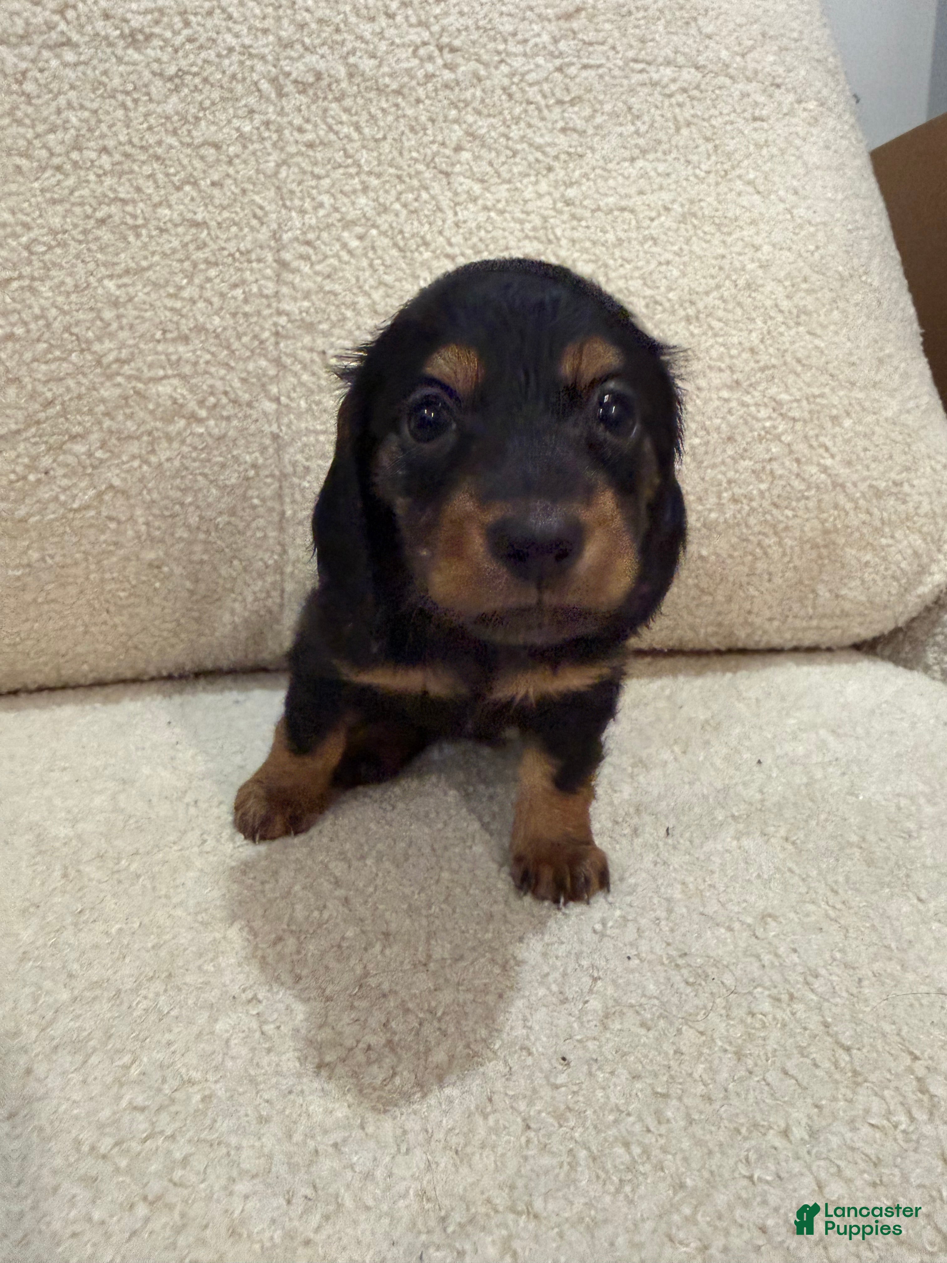 Miniature Dachshund dogs Bella - Ad 19