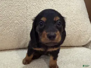 Miniature Dachshund dogs Bella - Ad 19