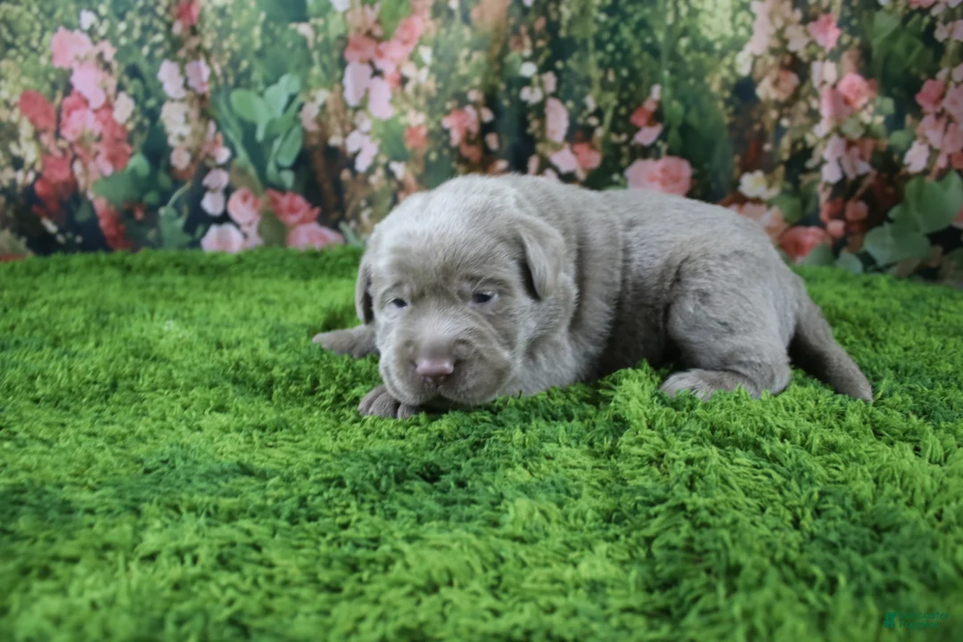 Labrador Retriever dogs for sale: Frost - Ad 2