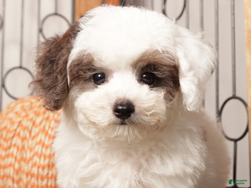 Miniature Poodle dogs Ivy Female Toy Poodle ICA  - Ad 2