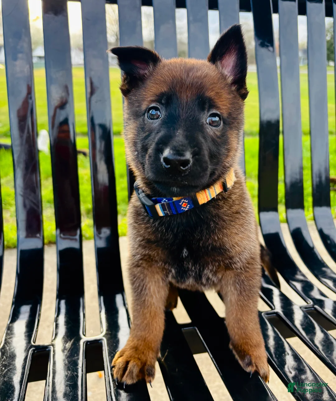 Mixed Breed dogs for sale: Mixed Breed Puppy 1 - Ad 2