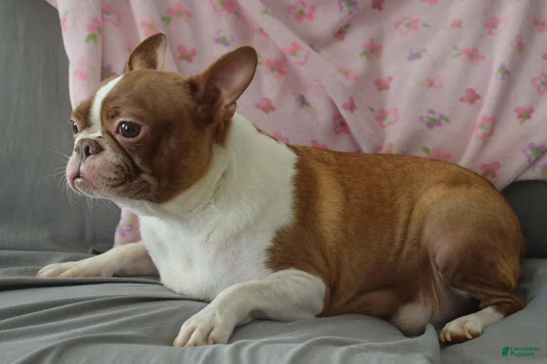 Boston Terrier dogs for sale: Jimmy - Ad 5
