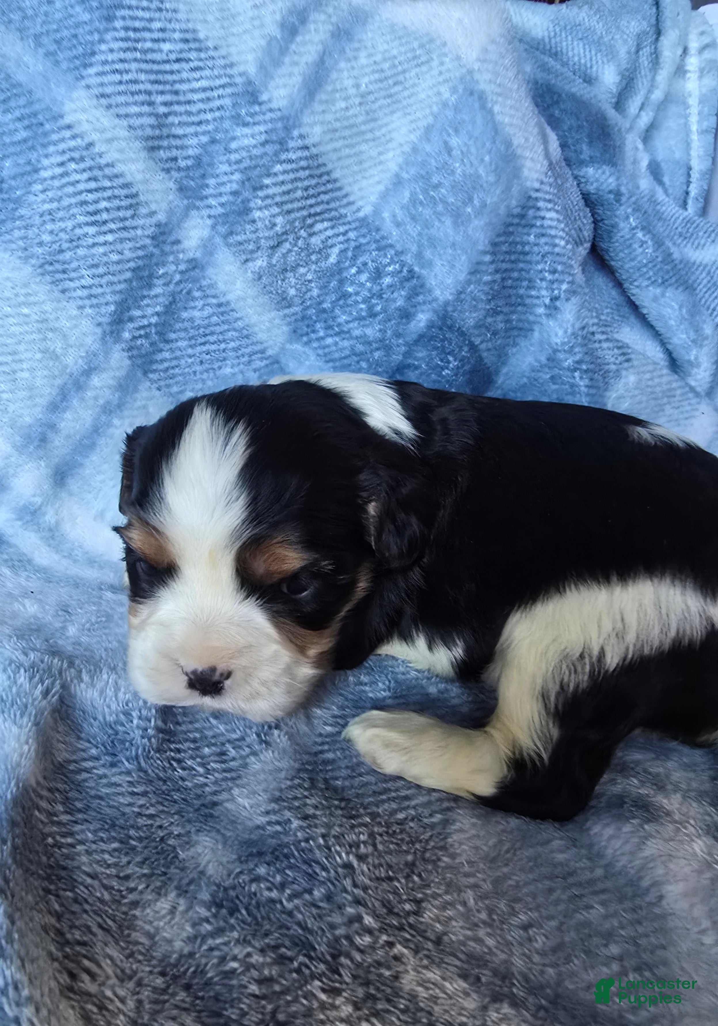 Cavalier King Charles Spaniel dogs Manly - Ad 28