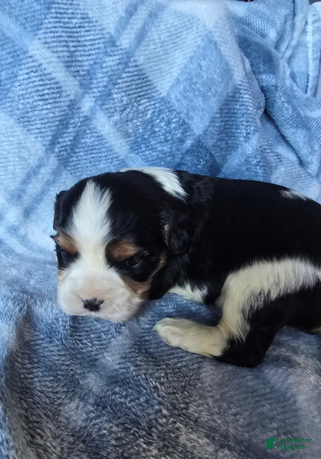Cavalier King Charles Spaniel dogs for sale: Manly - Ad 1