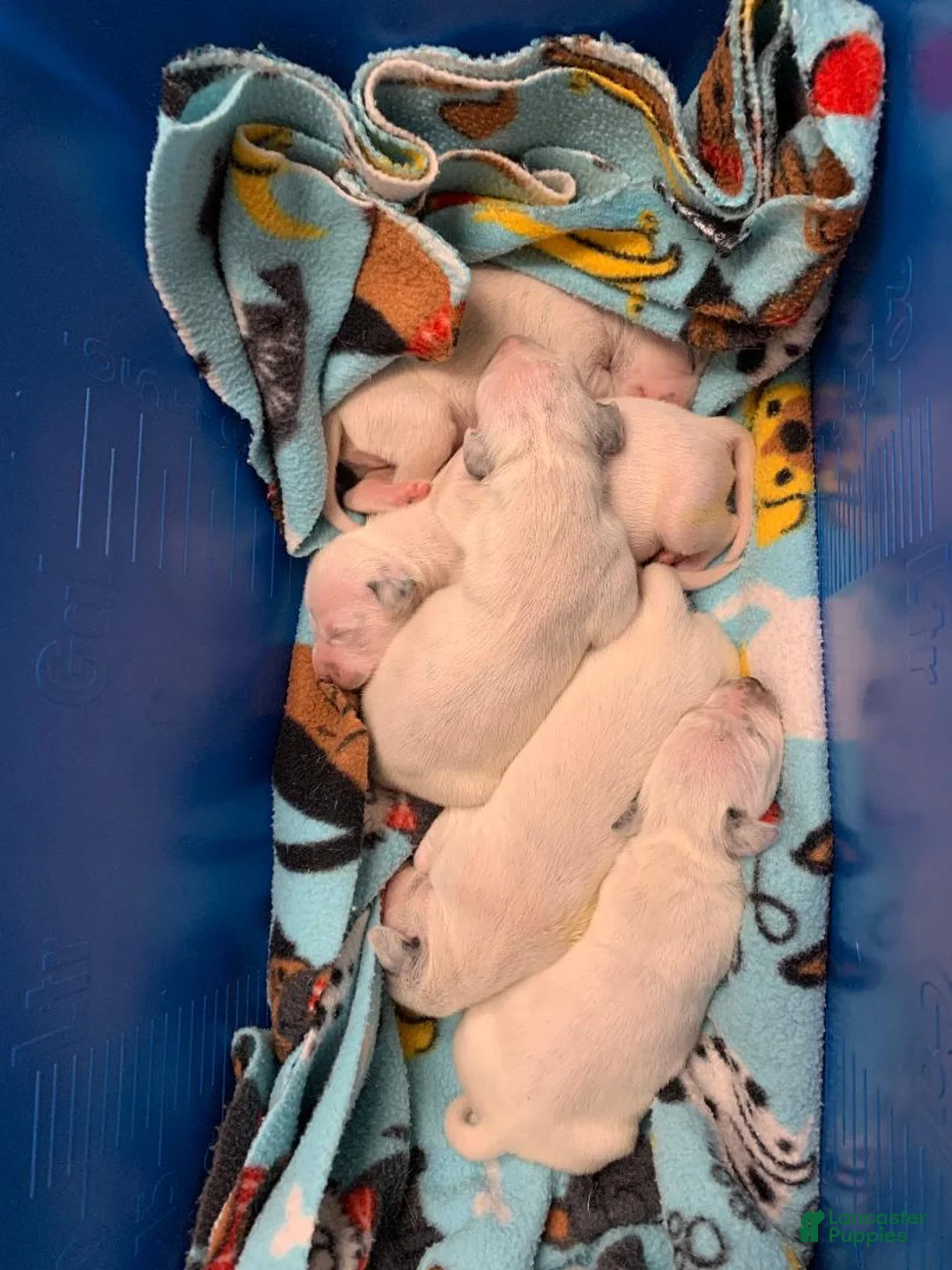 Dalmatian dogs for sale: Dalmatian Puppy 3 - Ad 2