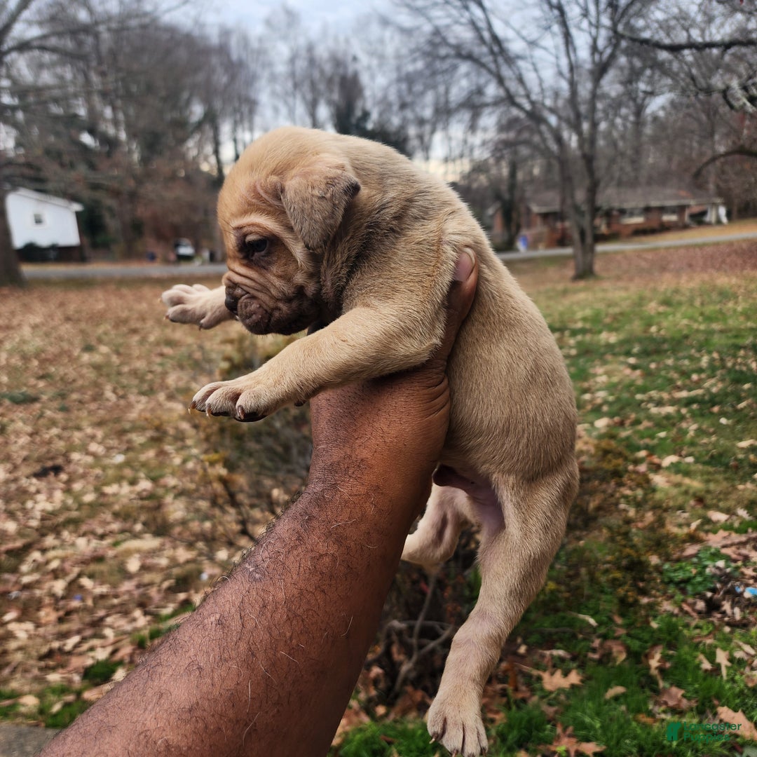 South African Boerboels dogs for sale: Charles - Ad 2