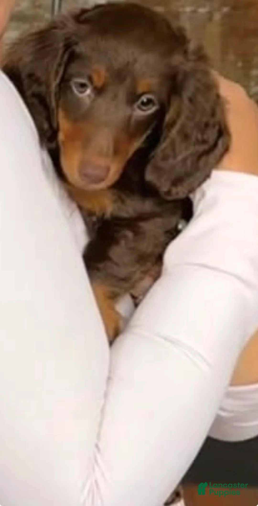 Miniature Dachshund dogs for sale: Miniature Dachshund 1 - Ad 3