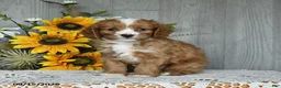 Cavapoo dogs for sale: Nate - Ad 4