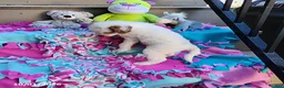 Mini Goldendoodle dogs for sale: Raina - Ad 9