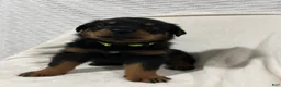 Rottweiler dogs for sale: ozzy - Ad 3