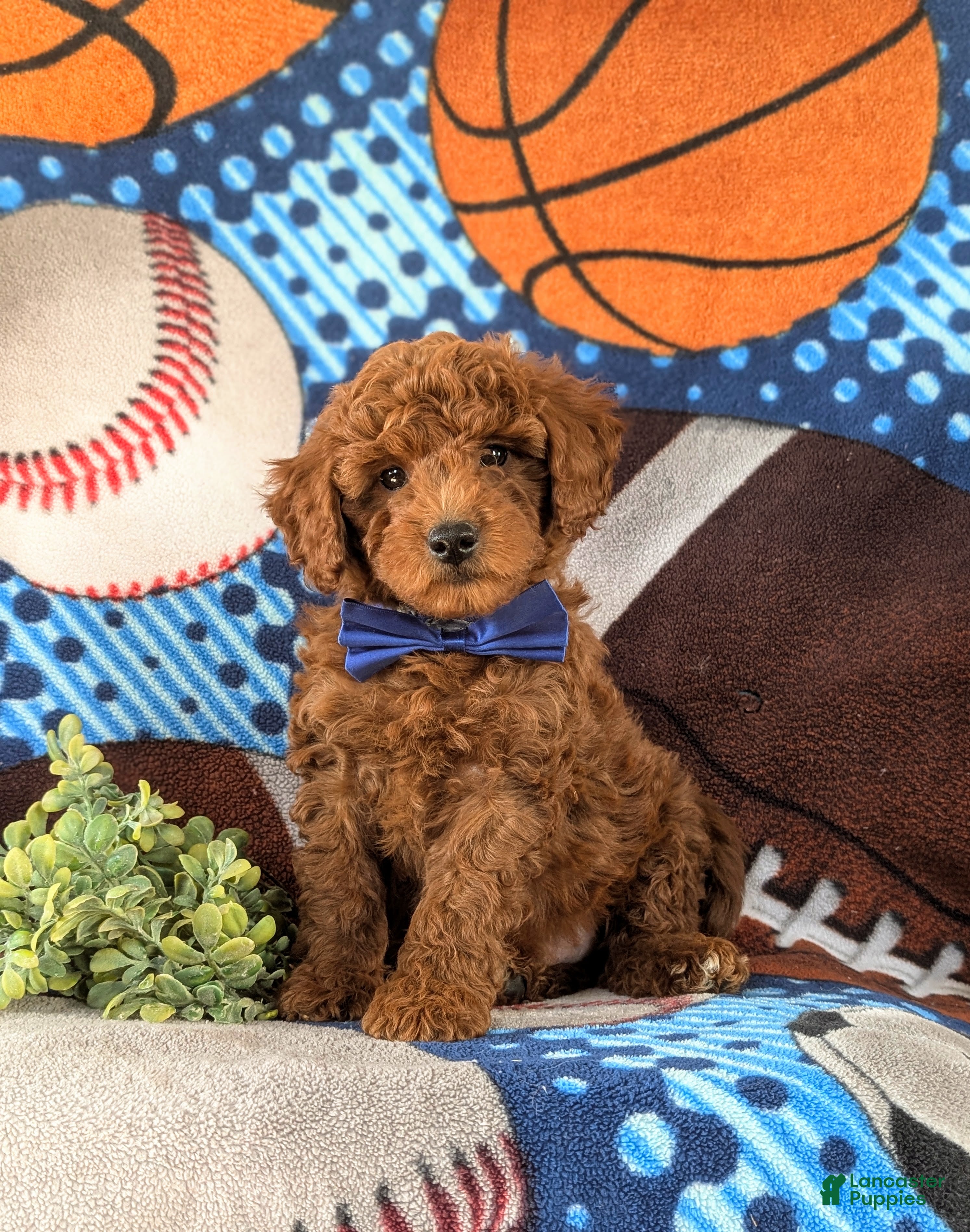 Miniature Labradoodle dogs Brett Hypoallergenic - Ad 19