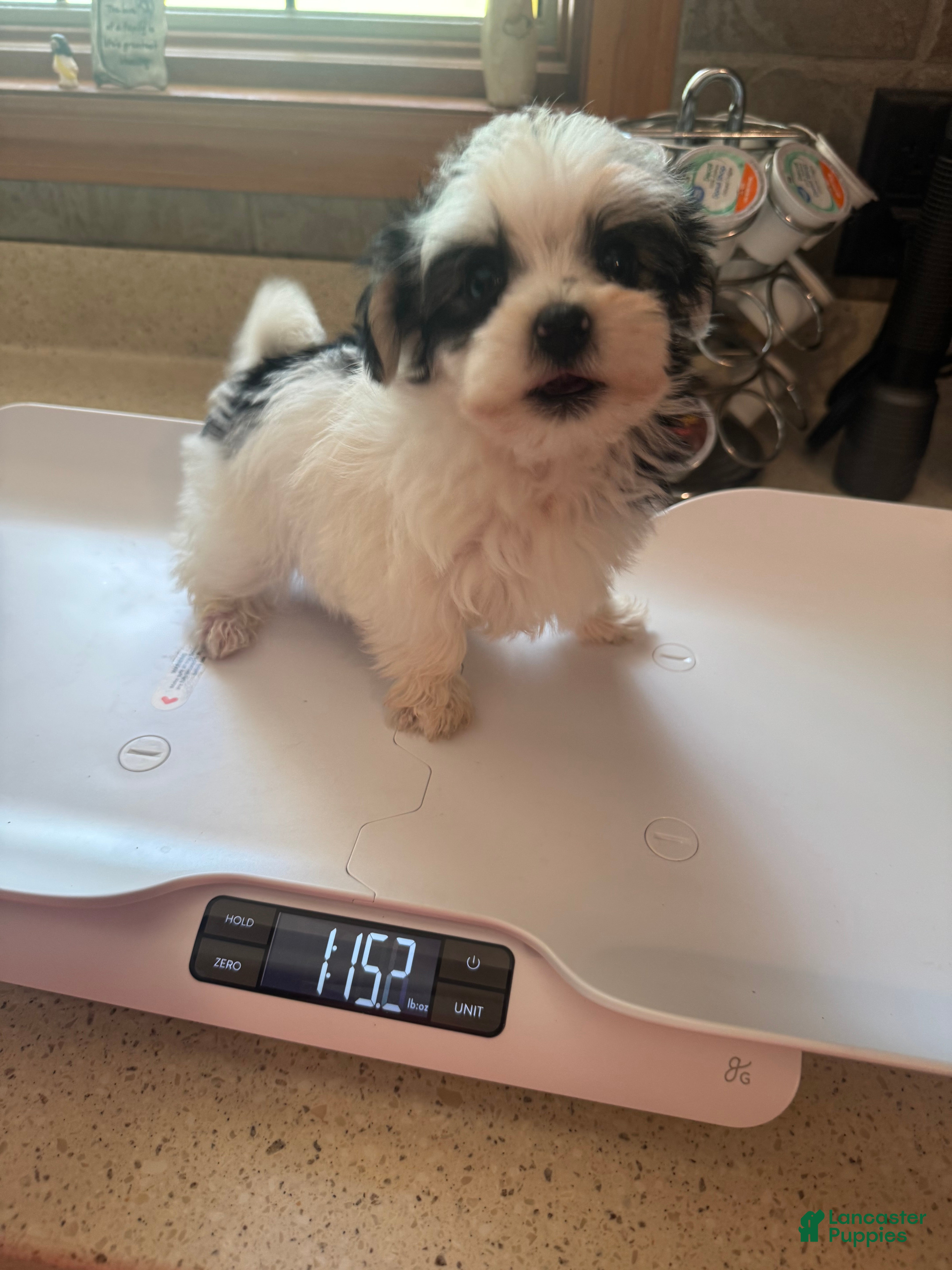 Morkie dogs for sale: Male morkie - Ad 3