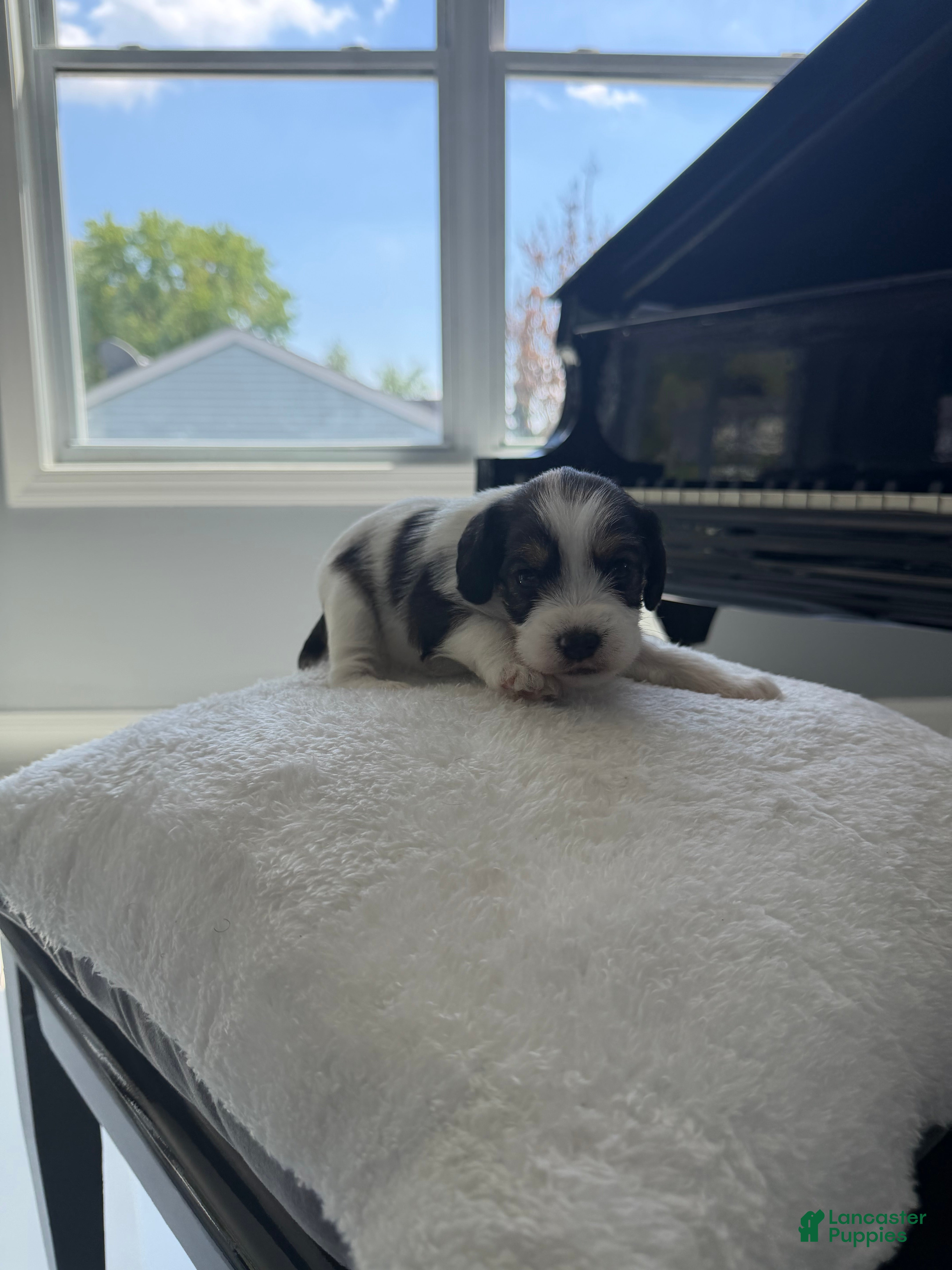 Cockapoo dogs for sale: Cash - Ad 4