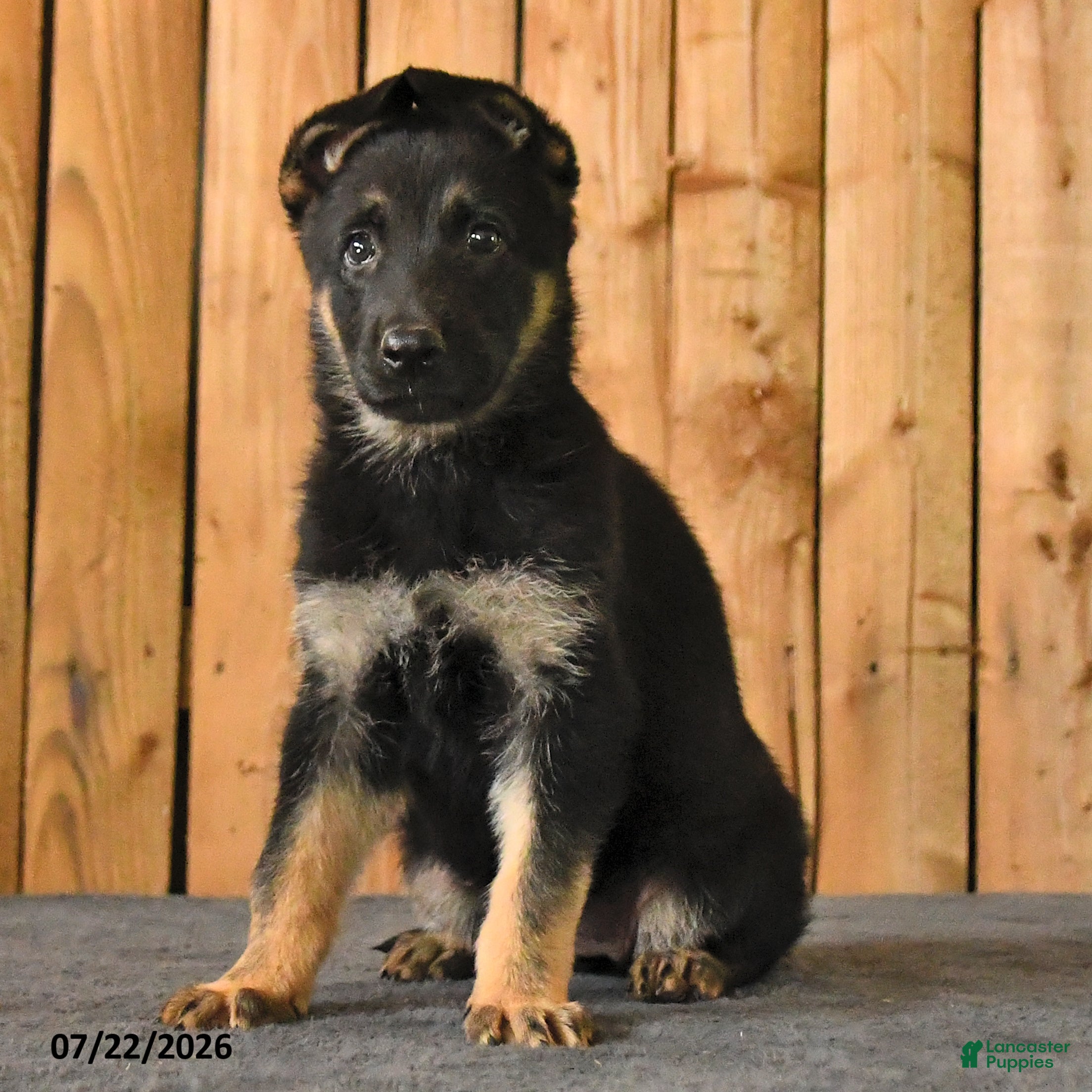 German Shepherd dogs Felicity - Ad 2