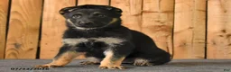 German Shepherd dogs for sale: Felicity - Ad 2