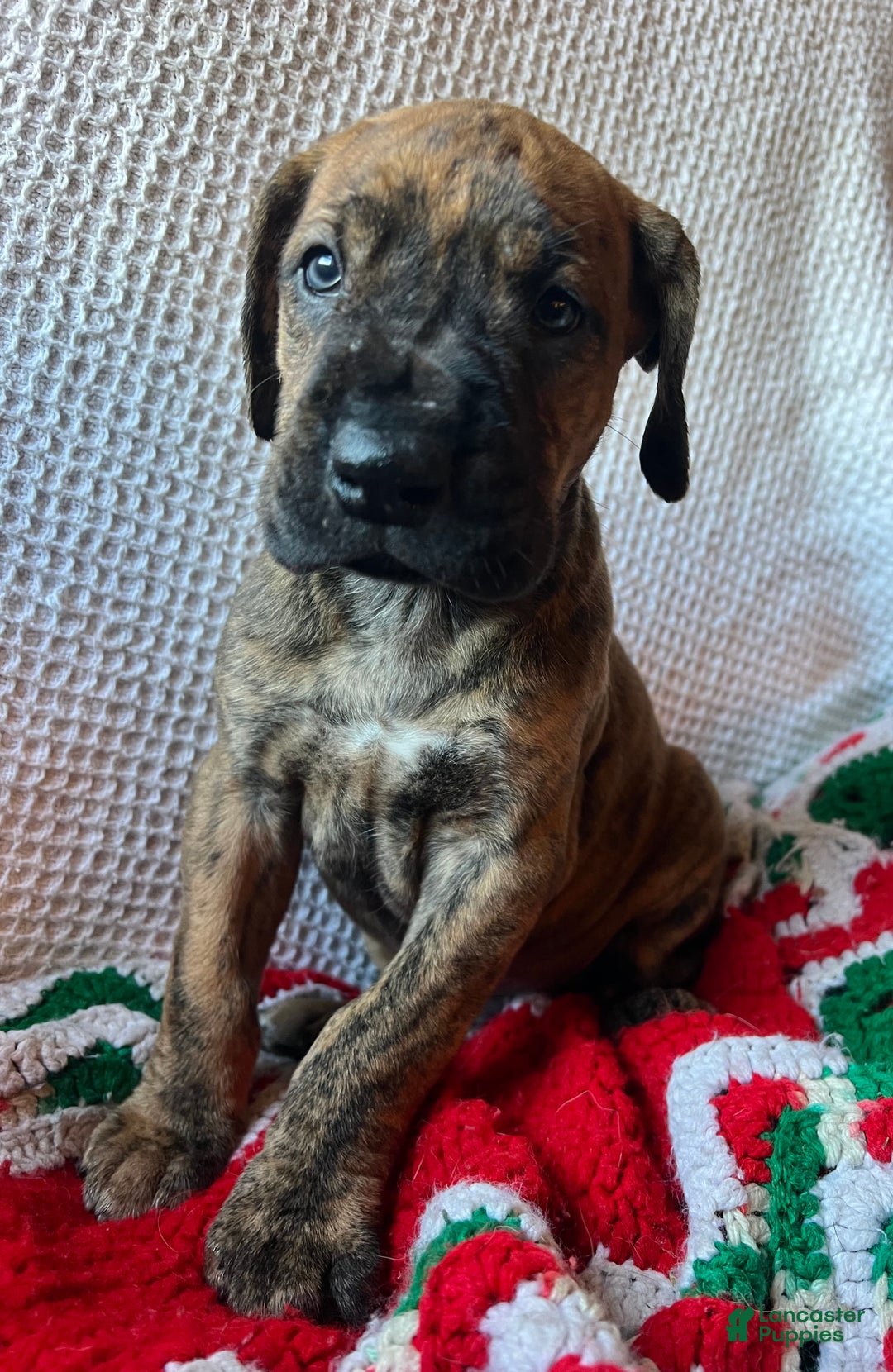 Great Dane dogs for sale: Candy Cane - Ad 2