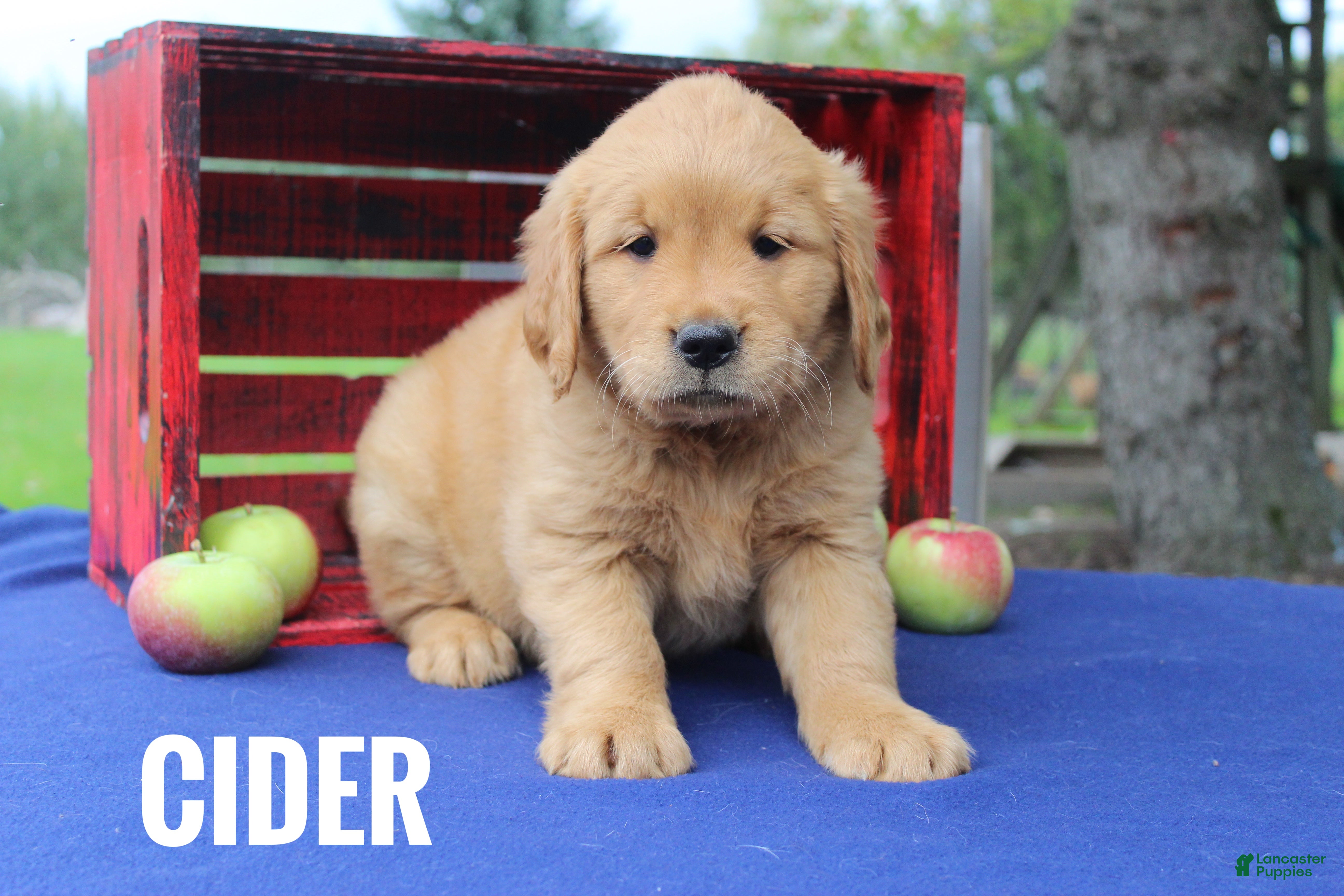 Golden Retriever dogs for sale: Cider - Ad 4