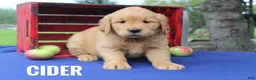 Golden Retriever dogs for sale: Cider - Ad 1