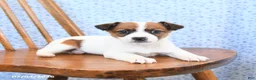 Jack Russell Terrier dogs for sale: Cocoa - Ad 3