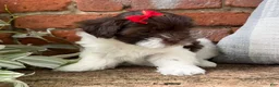 Havapoo dogs for sale: Bella - Ad 3