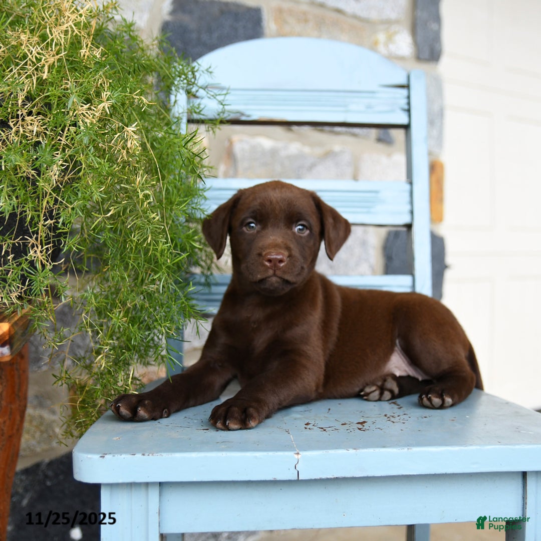Labrador Retriever dogs for sale: Chili - Ad 3