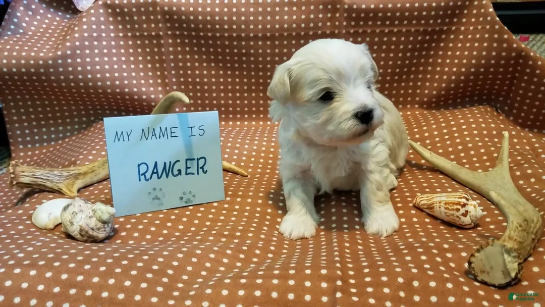 Maltipoo dogs for sale: Ranger - Ad 9