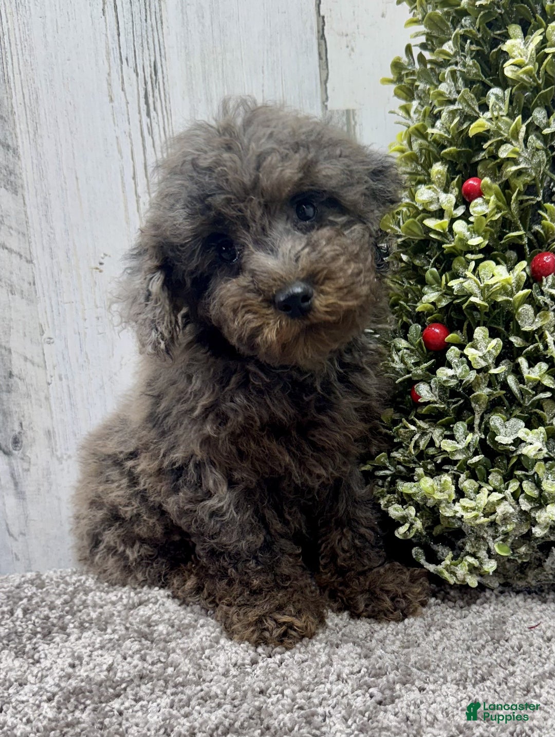Miniature Poodle dogs for sale: Comet - Ad 3